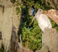 wood stork cumberland island october 17 