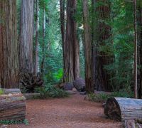 20250923 redwoods sharpened