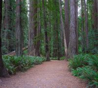 20250923 redwoods sharpened
