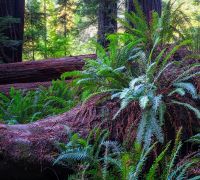 20250923 redwoods sharpened