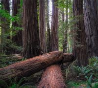 20250923 redwoods edit edit sharpened99