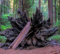 20250923 redwoods sharpened
