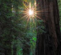 20250923 redwoods sharpened