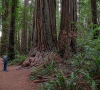 20250923 redwoods sharpened