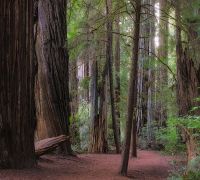 20250923 redwoods sharpened