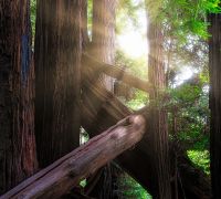 20250923 redwoods edit sharpened