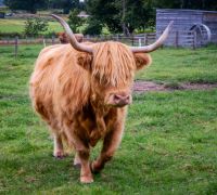 20260803 scotland
