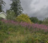 20260812 ireland