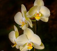 stilllife orchid 2 capture